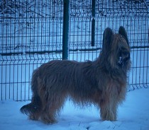 CH. Rebane de chant des floralins