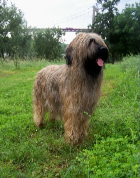 Valkyrie de chant des floralins