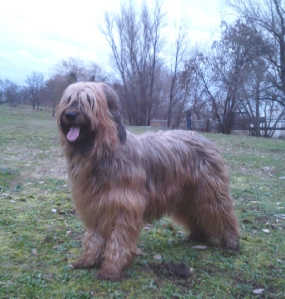 CH. Brithany blonde de la tour st genin