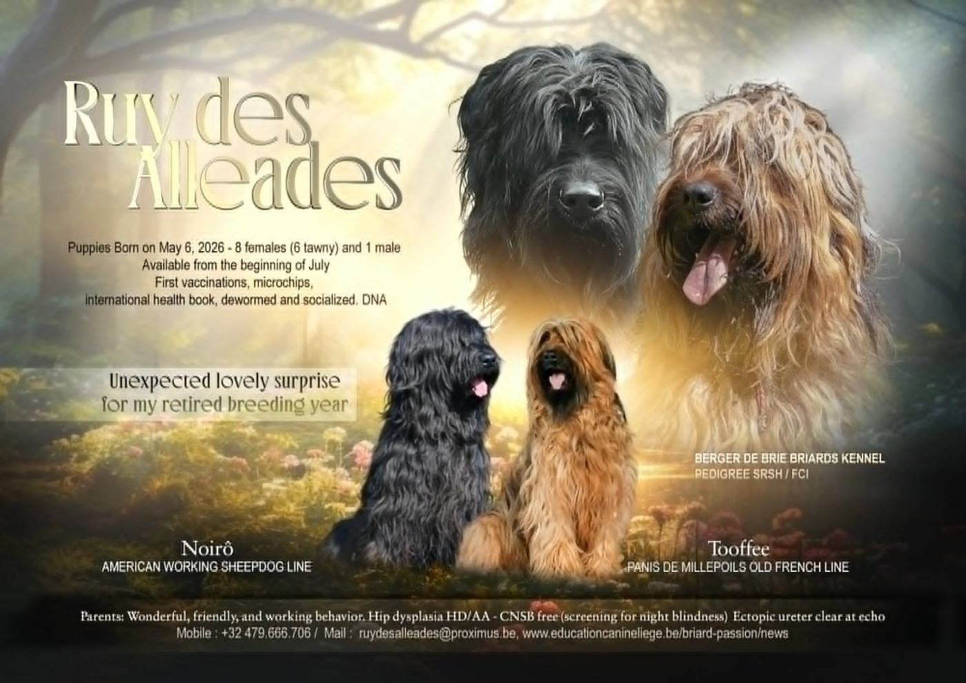 Chiots à réserver