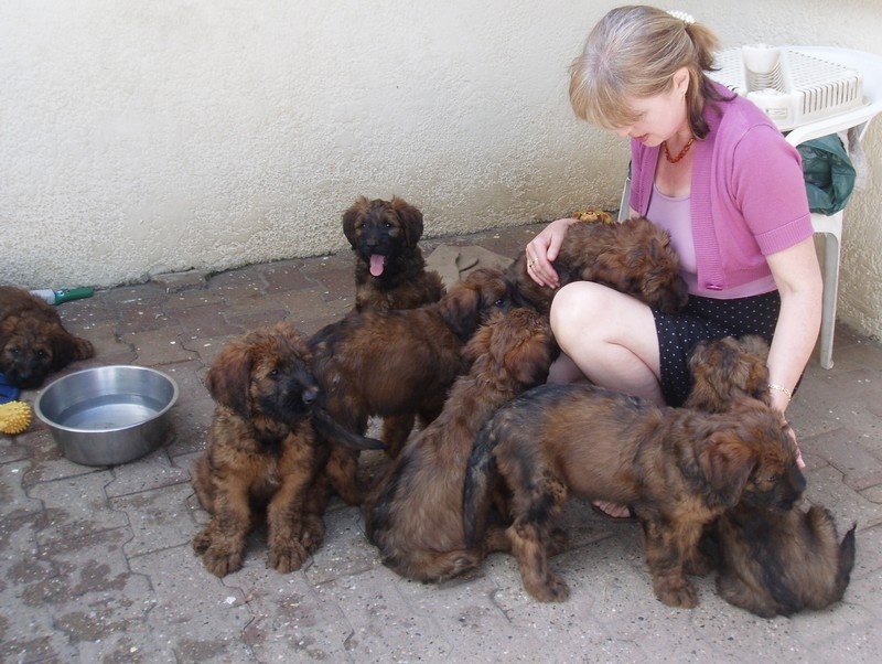 Chiots 9 semaines