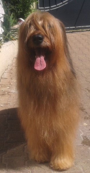 Brithany