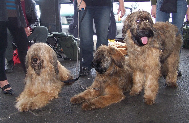 Expositions canines 2010