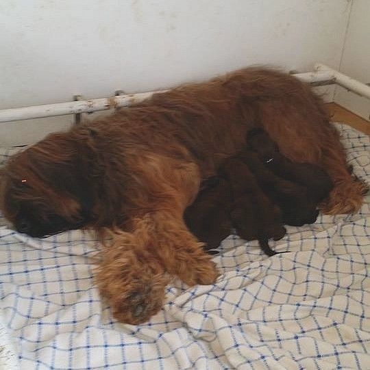 CHIOTS EDEN & ELYSEE