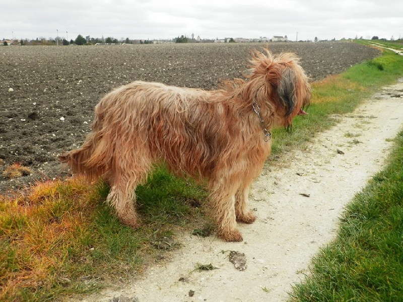 Hindy du Chant des Floralins