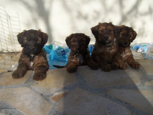 LES BEBES DE REBANE ET TWISTER